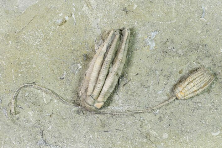 Two Fossil Crinoids (Sarocrinus & Parascytalocrinus) - Indiana #148999